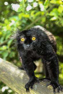 A male black lemur. Picture: Dave Rolfe.