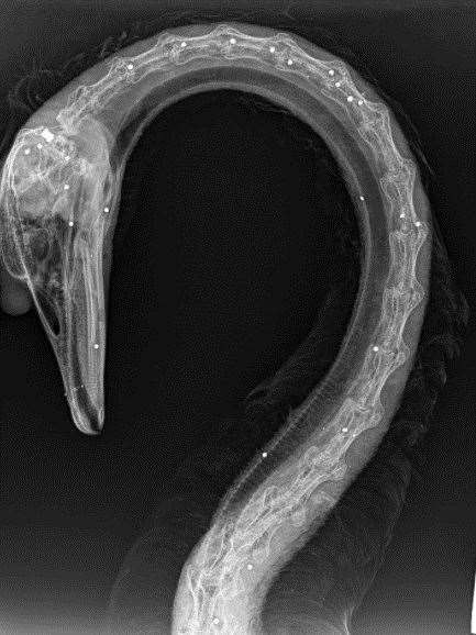 An X-ray of a swan that was 'peppered with pellets' in Benenden. Picture: RSPCA