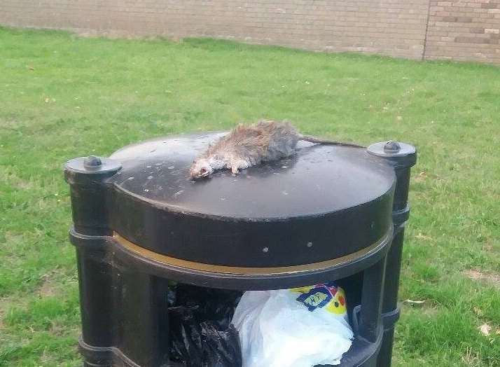 The dead rat was left on the bin for days