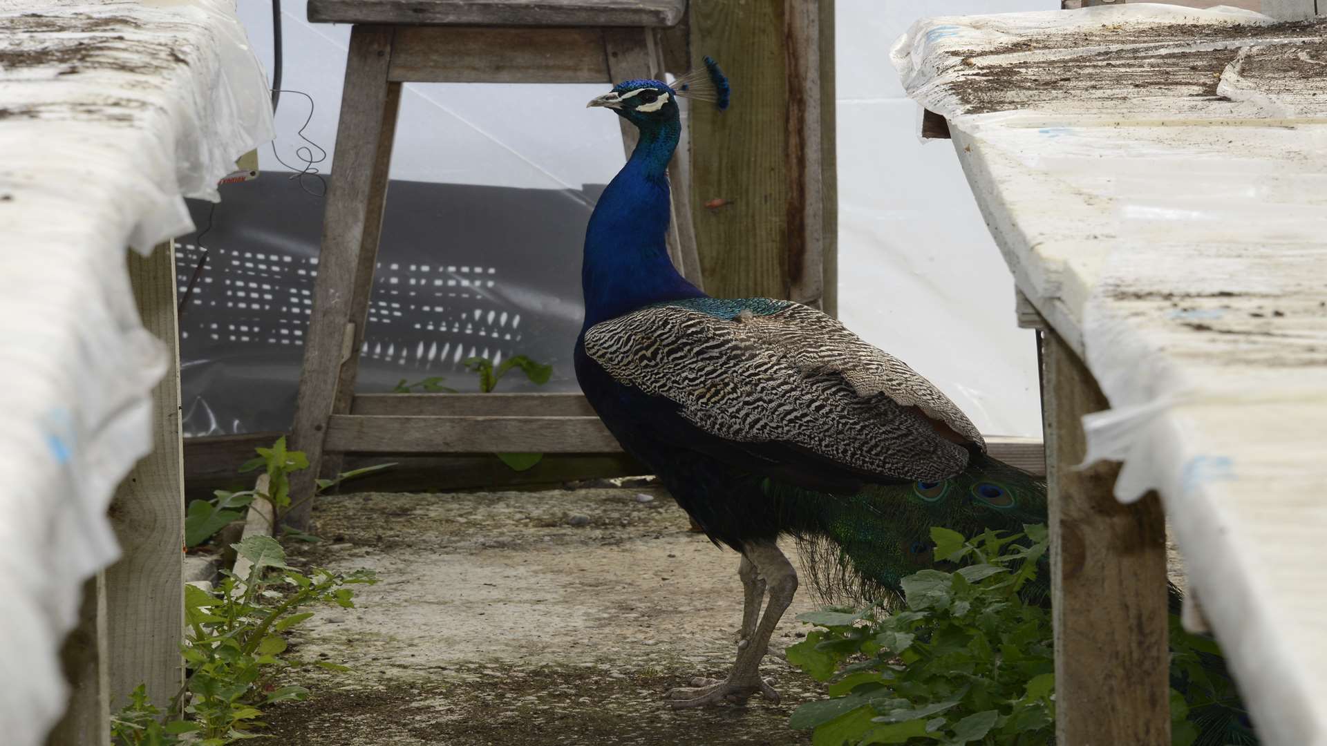 The peacock made itself at home in a polytunnel. Picture: Paul Amos