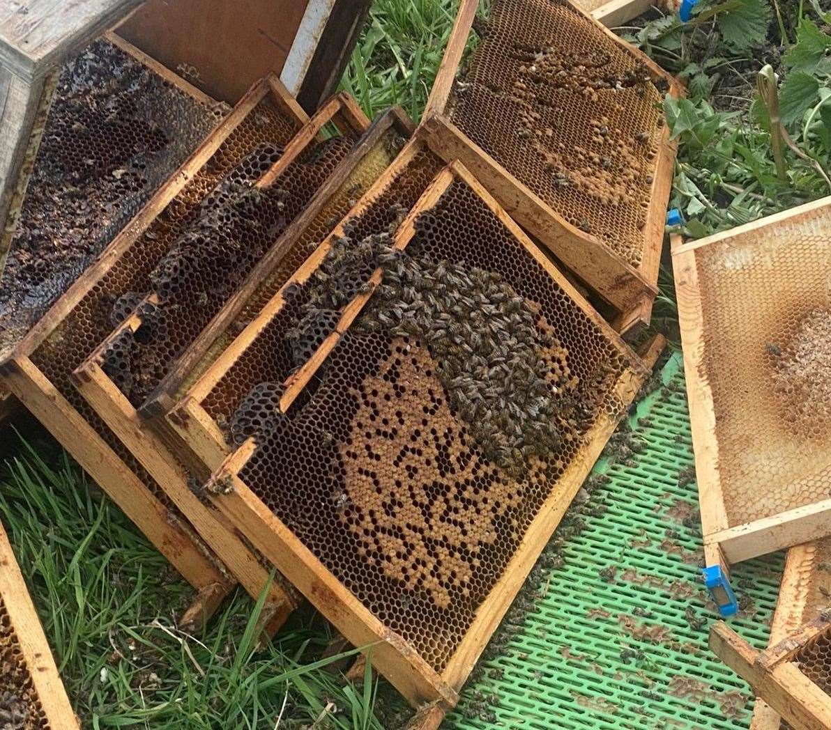 Some 30,000 bees have been affected. Picture: Michael Smith