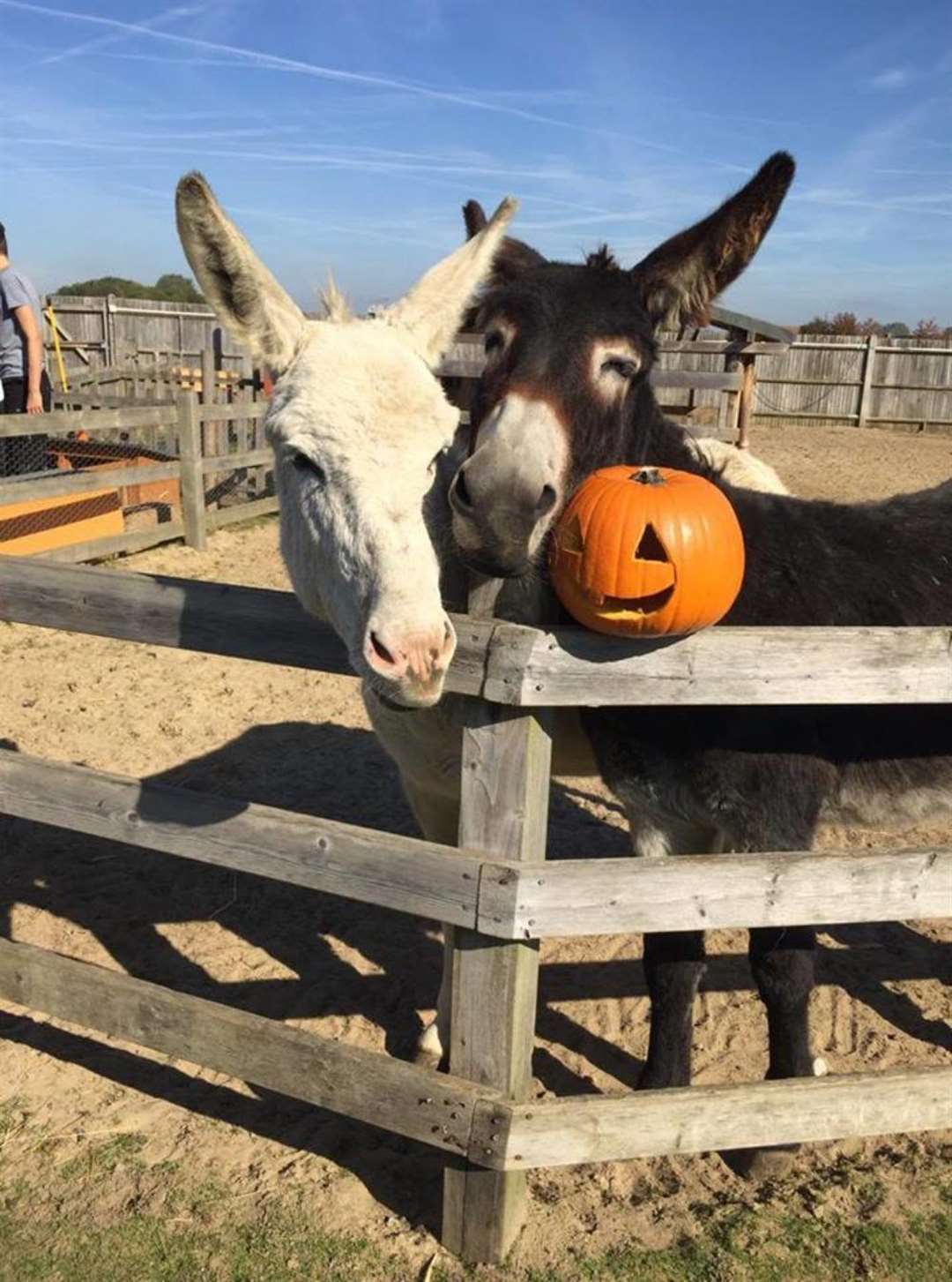 Meet the animals as you follow the spooky Halloween trail through the farm. Picture: Hop Farm Family Park