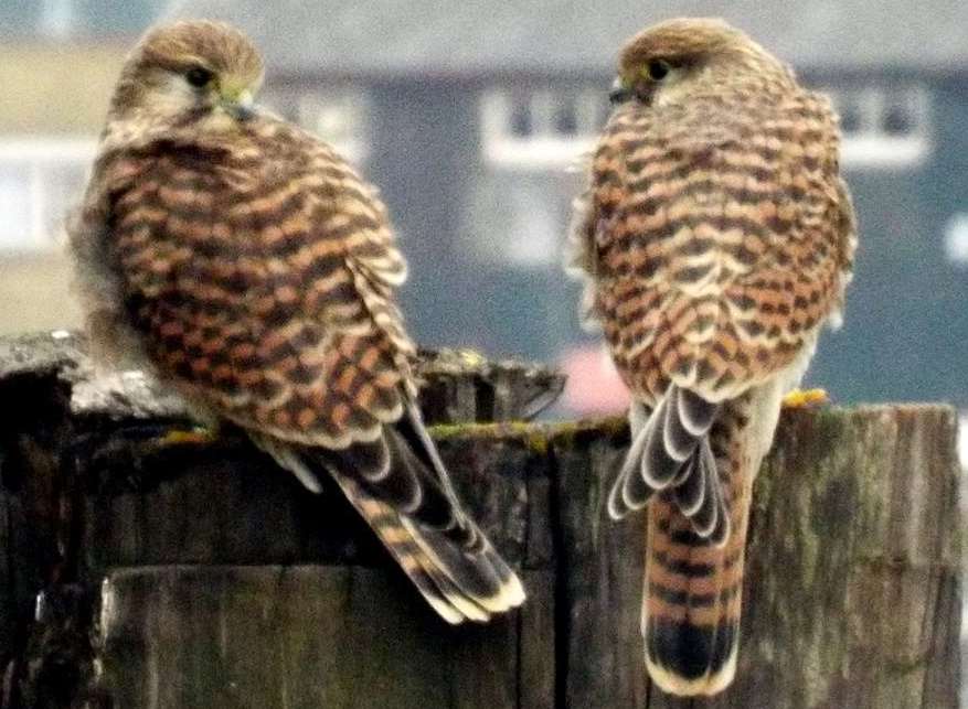 The young family of kestrels wait for their parents to feed them near the Medway Messenger offices. Picture: Alan Watkins