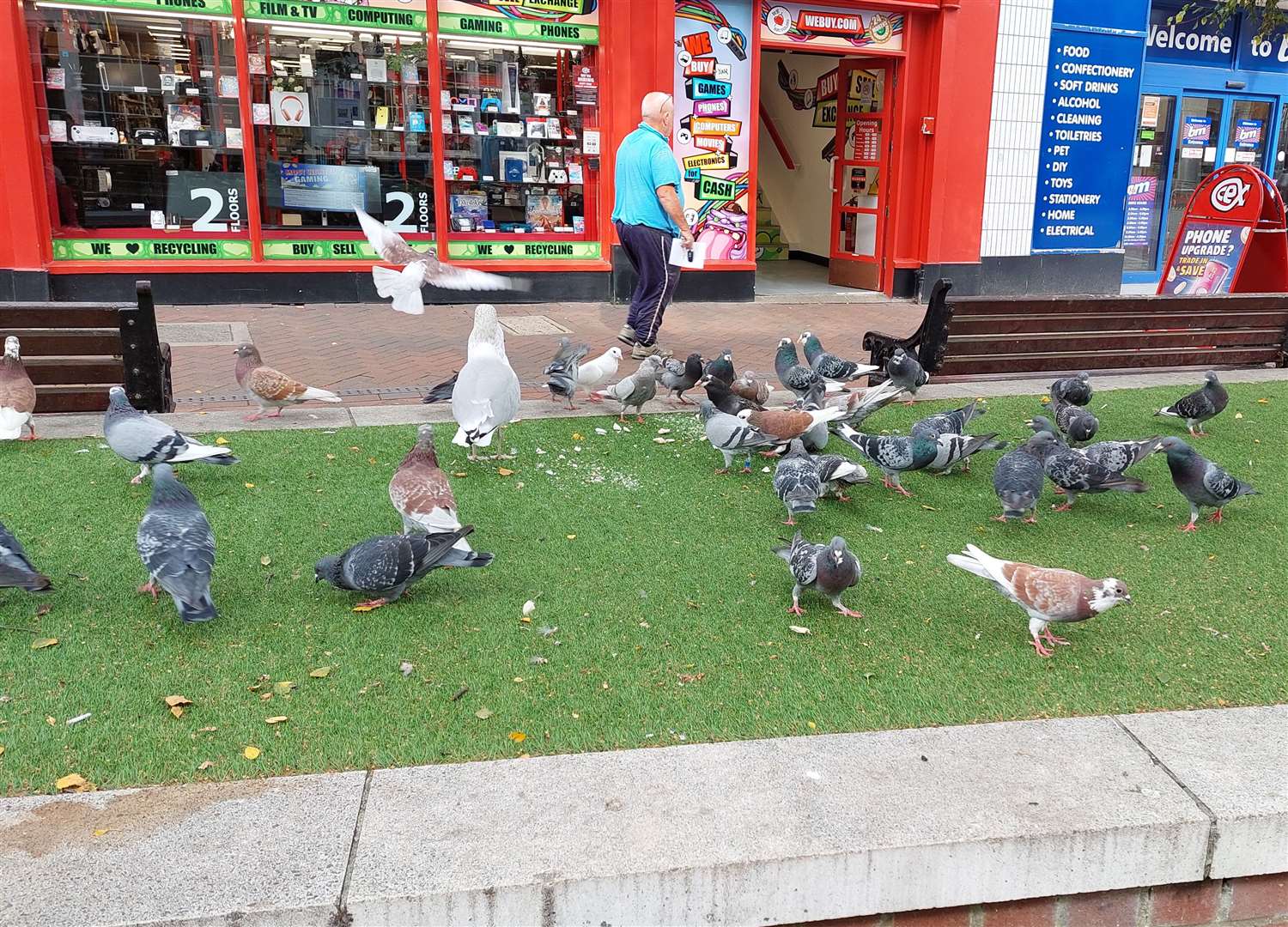 Pigeons and seagulls often gather in the high street where shoppers feed them