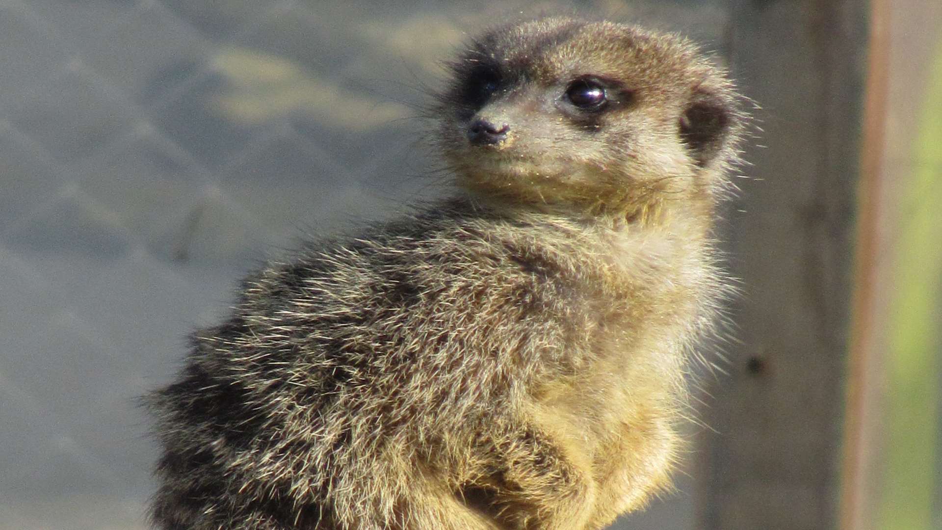 Wingham Wildlife Park, nominated for Tourism & Hospitality Business of the Year, has more species than any other park in Kent, including meerkats