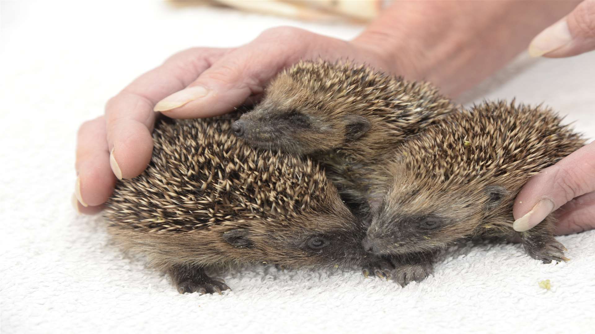 Young hedgehogs at Spikes Hedgehog Centre