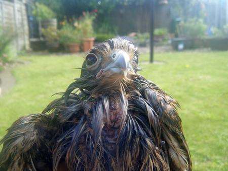 This kestrel was rescued from a tank of oil and water in Crayford