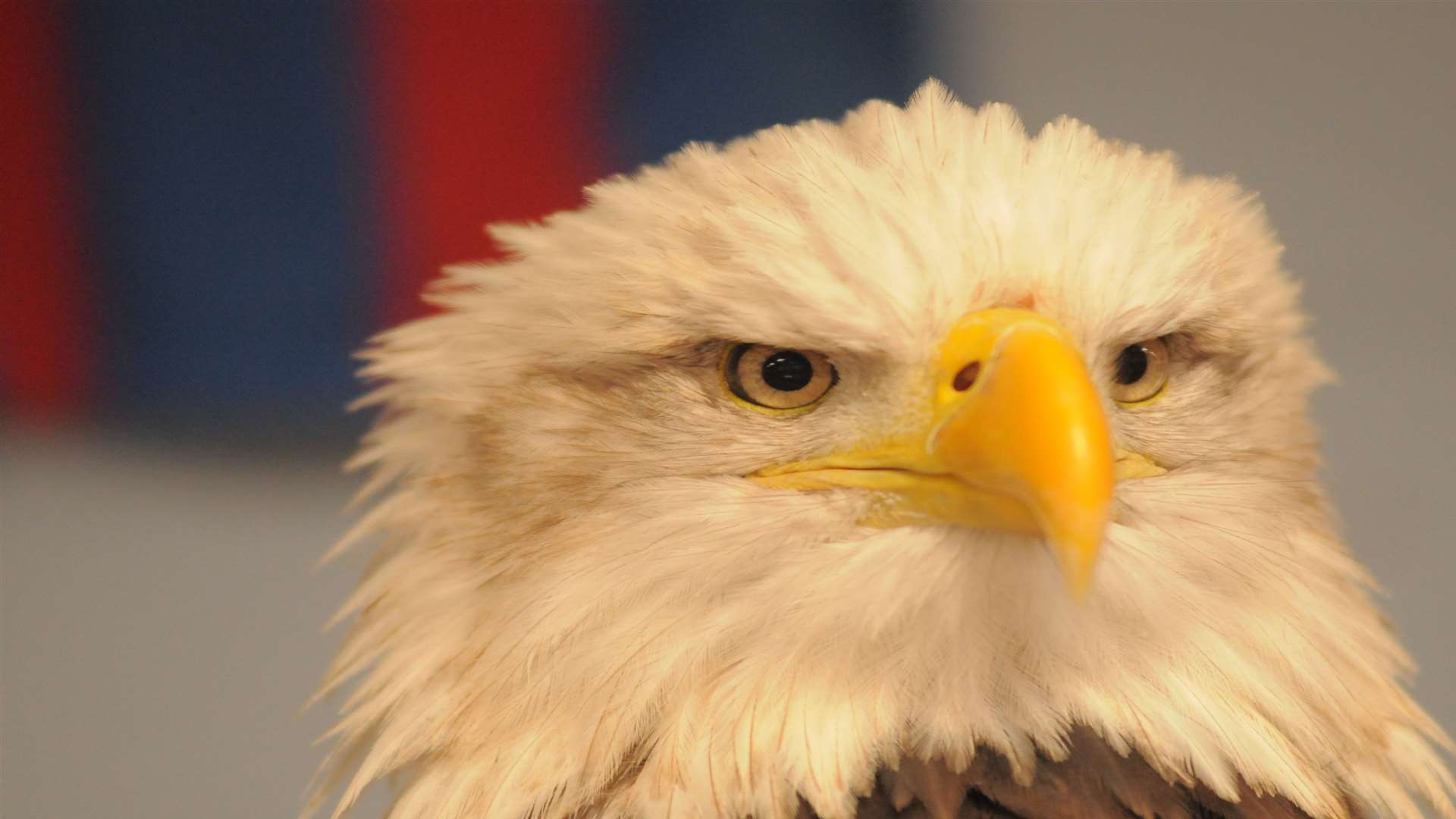 Kayla the Bald Eagle. Picture: Steve Crispe