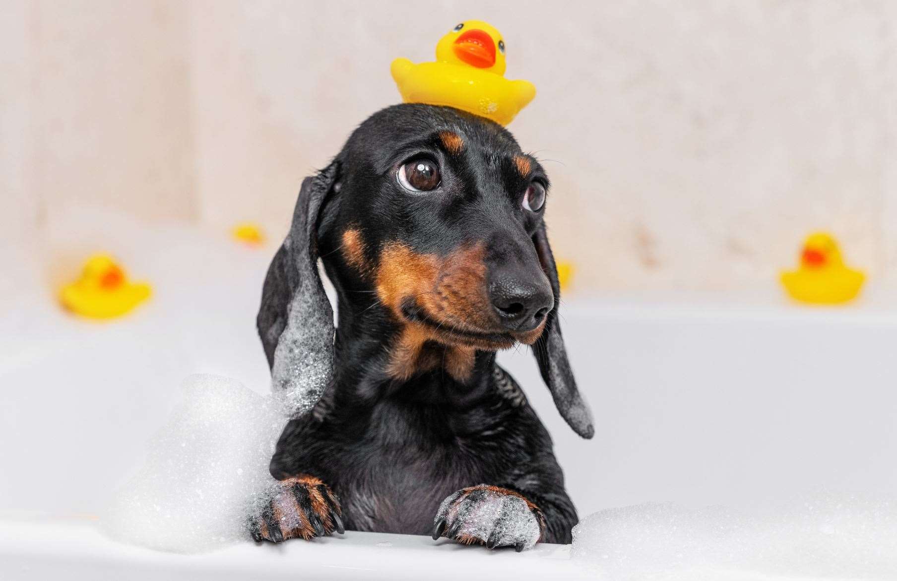 The dachshund has even been turned into its own Easter egg by M&S. Image: iStock.