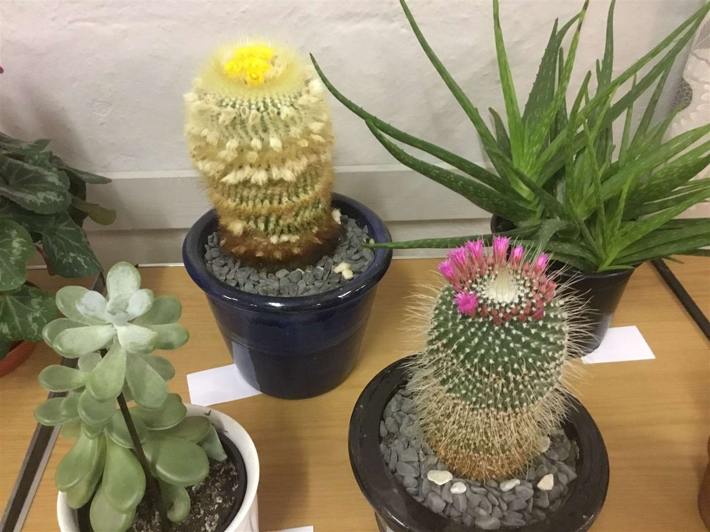 Selection of Cacti at Great Mongeham Horticultural Society Spring Show