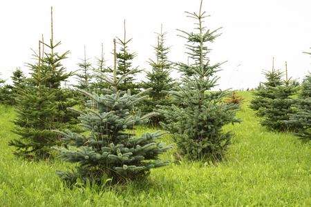 Christmas trees being grown (file picture)