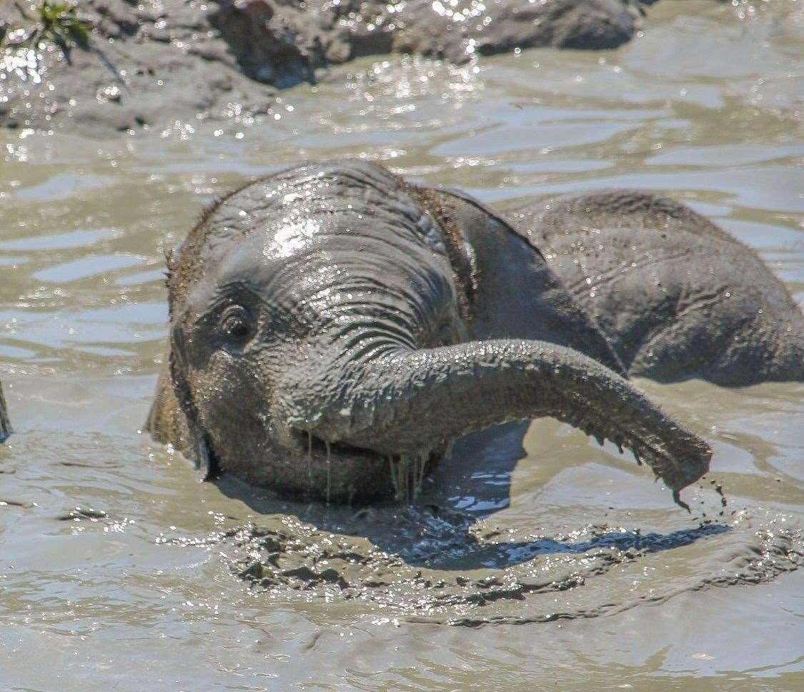 Nusu enjoying a mud bath