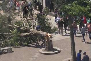 The tree fell near a seating area. Picture: @ n_timms