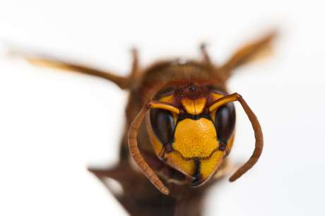 The Giant Asian Hornet is said to be in Kent