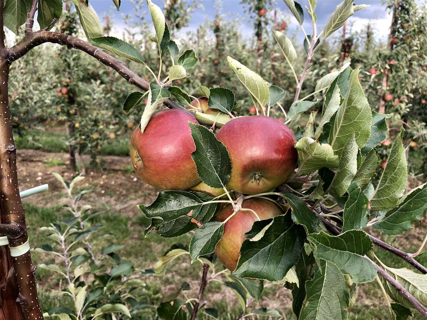 The apple harvest is one of the most important for Kent's growers