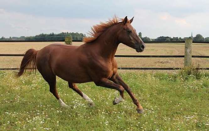 A loose horse closed part of a motorway. Stock image