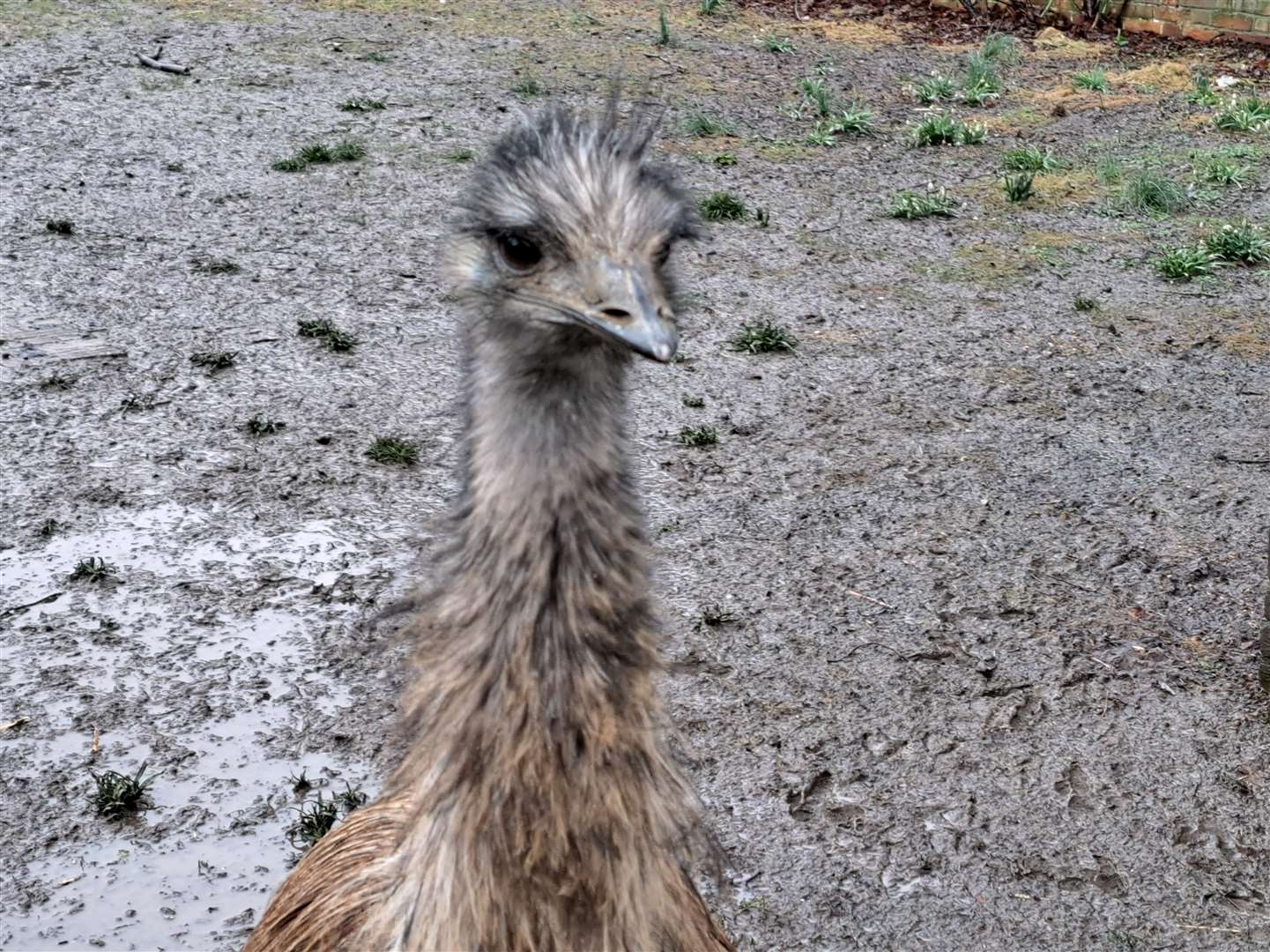 Beep Beep the emu, pet of Alison Carter of Boughton Monchelsea