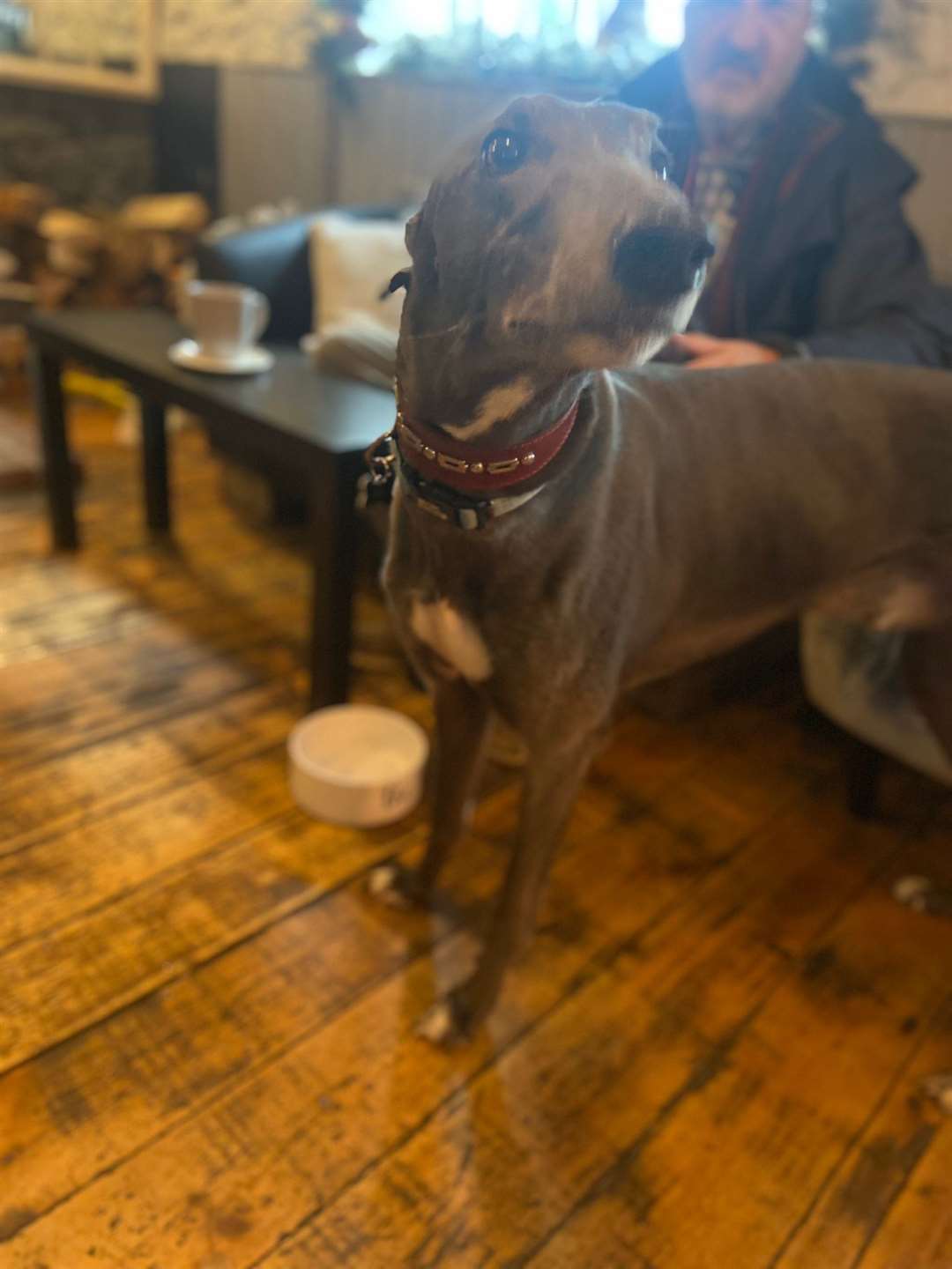 Roscoe is one of many dogs to enjoy a meal at The Kings Arms in Offham, near West Malling