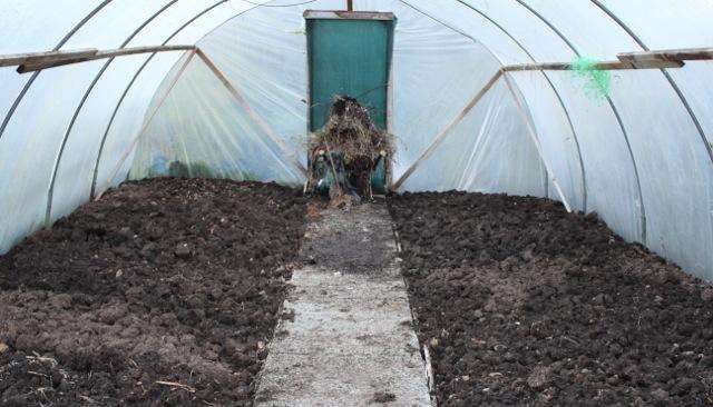 Lucy's polytunnel