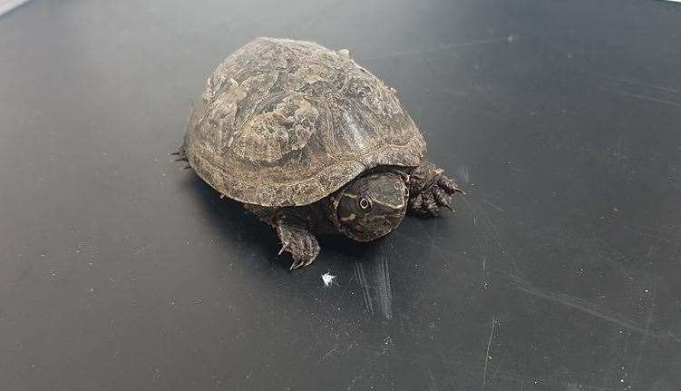 This musk turtle was found in a plastic bag at a dump