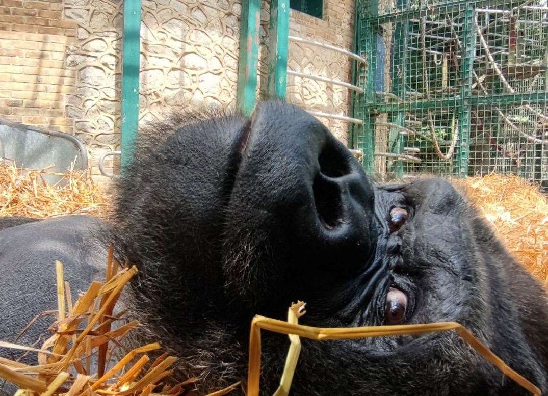 Bonz from Port Lympne Safari Park has died, with tributes paid to the gorilla Picture: Port Lympne Safari Park, Wild Animal Reserve & Hotel