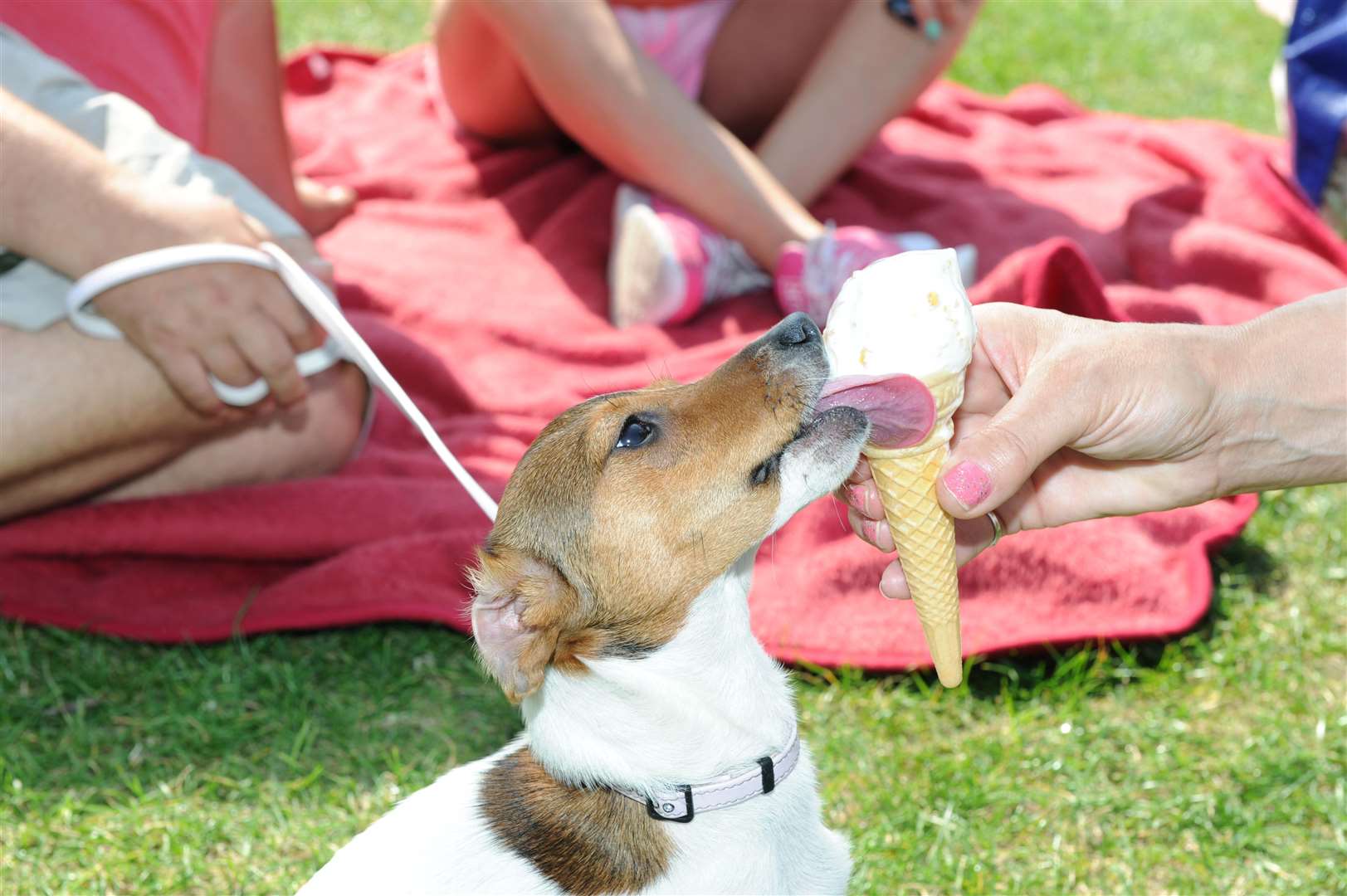 Gordon Promenade. Hot weather pics. Jilly Dawson with Coco the dog eating ice-cream. Picture: Simon Hildrew FM3302335 (3416535)