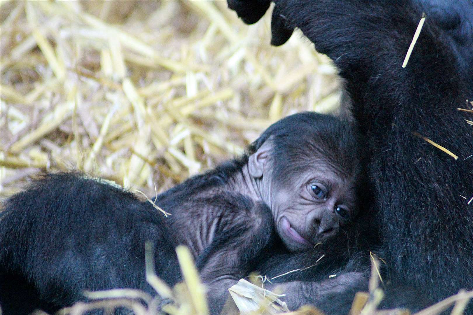 A baby gorilla born at Port Lympne. Picture: Leanne Smith