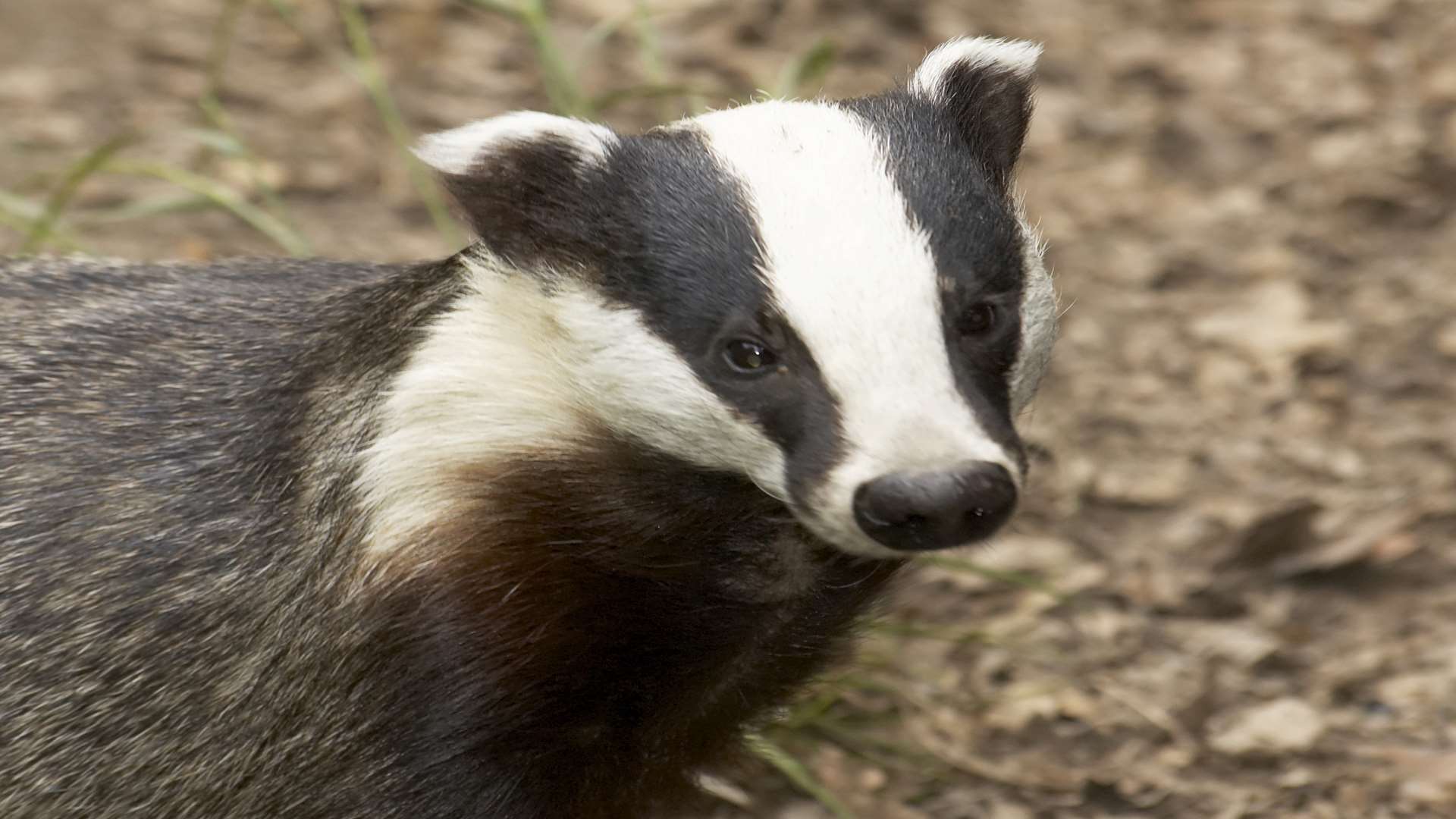 Badger. Stock pic.