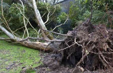 High winds uprooted this tree at Hawkhurst, one of many felled by gusts of up to 70mph. Picture: JOHN WARDLEY