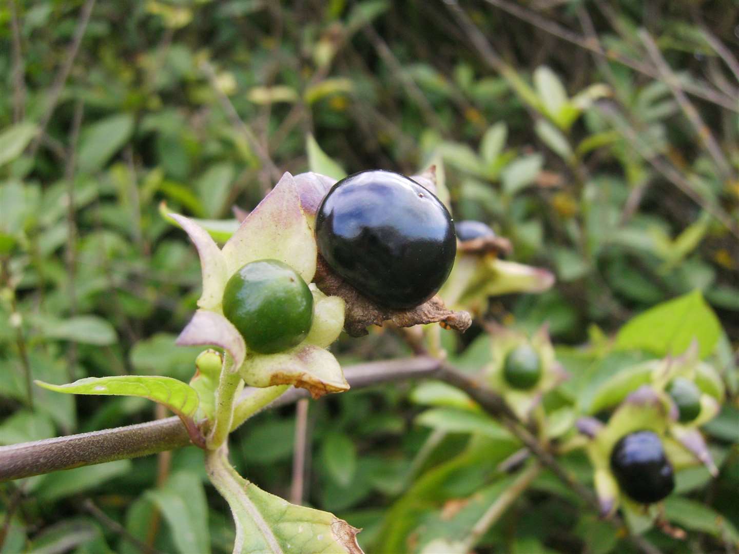 A deadly nightshade berry