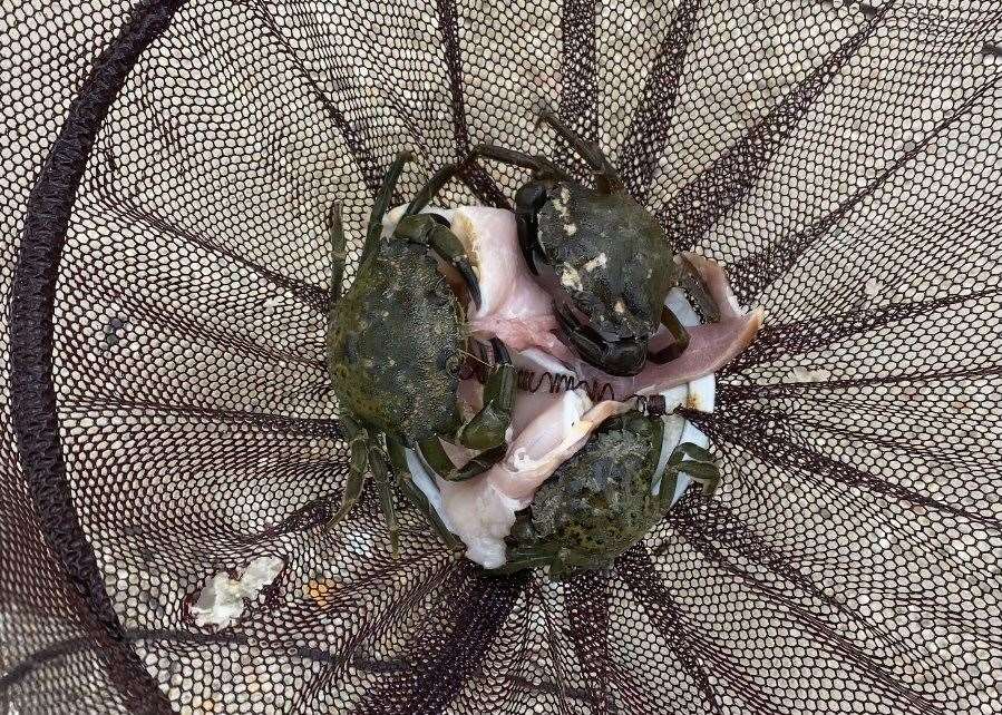 You can catch multiple crabs at once when using a crabbing net