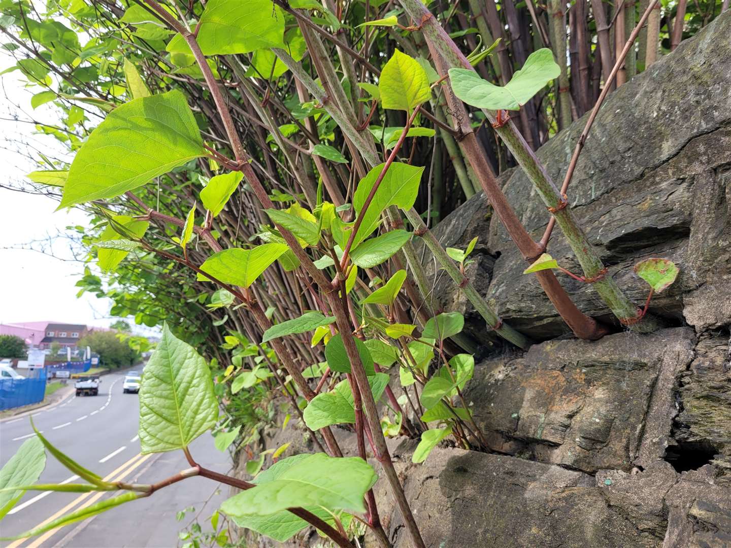 Japanese Knotweed is among the plants people are advised to avoid