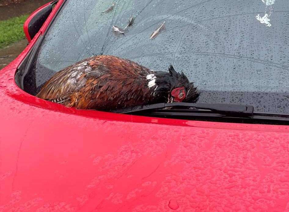 The dead pheasant Mandy found on her car. Picture: Mandy Dunn