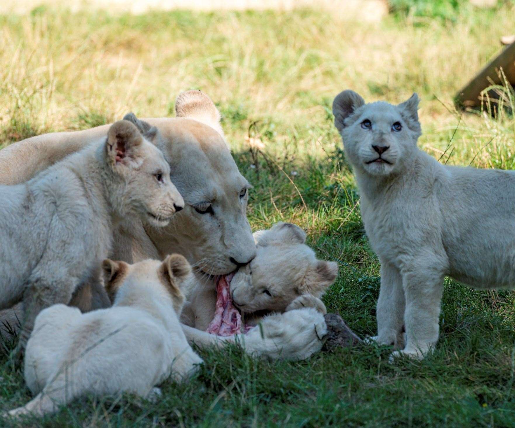 Joy pictured with her cubs