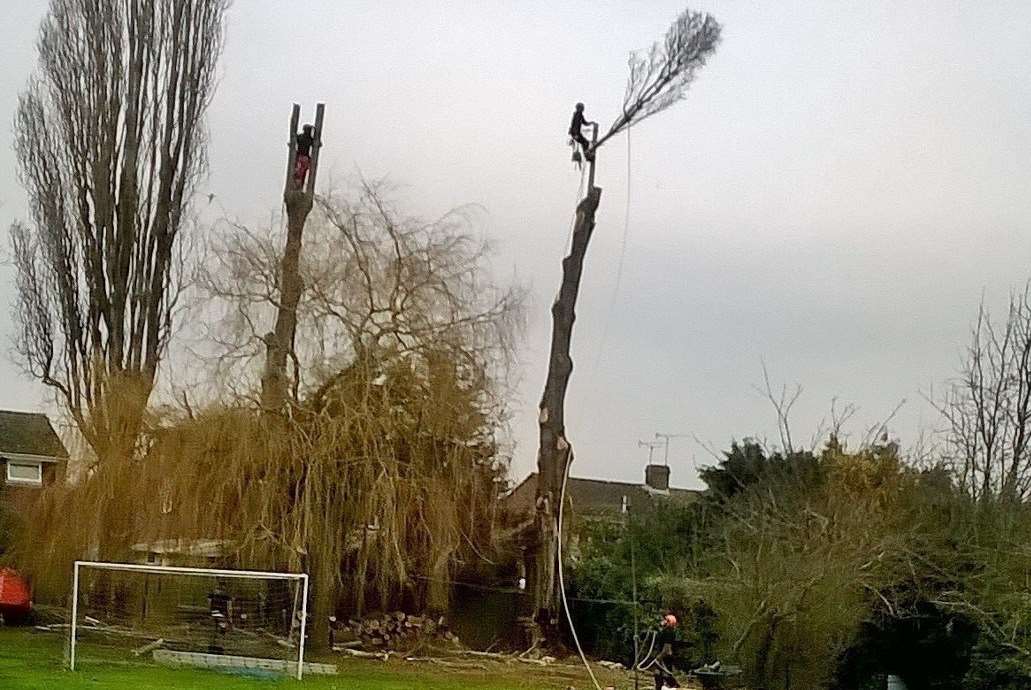 A team of five tree surgeons worked to cut down the trees.