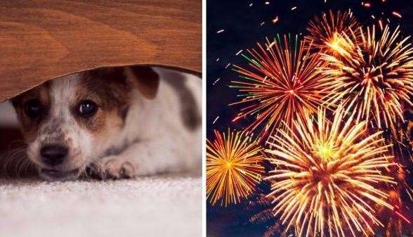Many animals are scared of fireworks