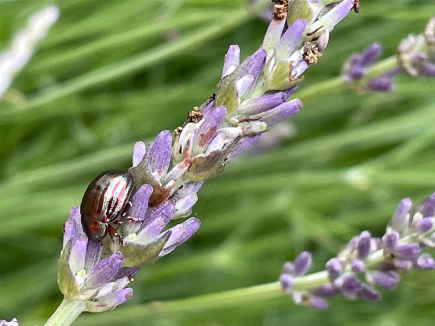 Rosemary beetles can be spotted in gardens throughout summer