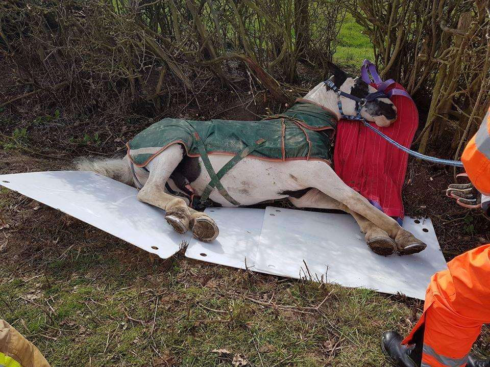 The horse was rescued earlier today. Credit: KFRS (1410946)