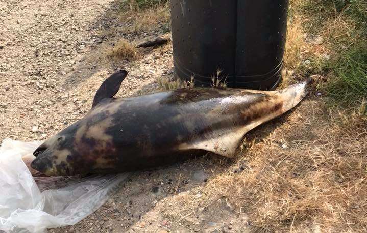 It was found lying on a piece of plastic nearby a bin. Picture: Sally Browning