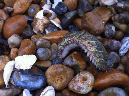 A sea mouse spotted off the Kent coast by Julie Sherrard.