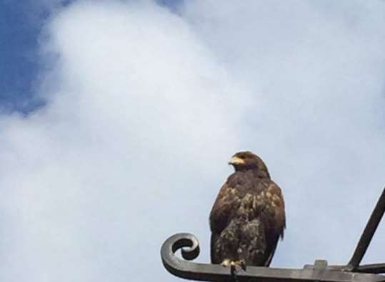 The bird was spotted in the city centre. Picture: John Hippisley.