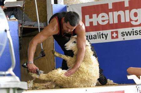Joel Barton on his sheep shearing world record attempt in aid of the British Heart Foundation