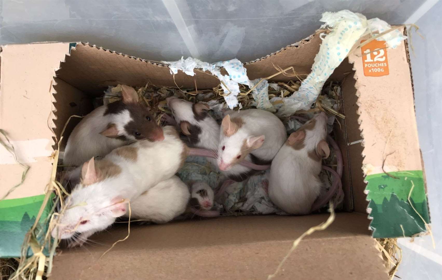 Nineteen mice were found abandoned in a box in Maidstone. Picture: RSPCA