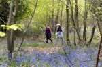 Striding through the bluebells on last year's walk