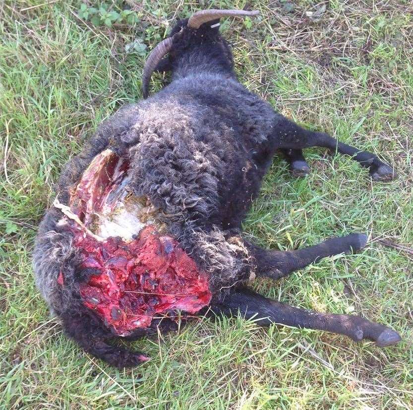 Graphic image: this ewe was mauled to death. Picture: Anne May