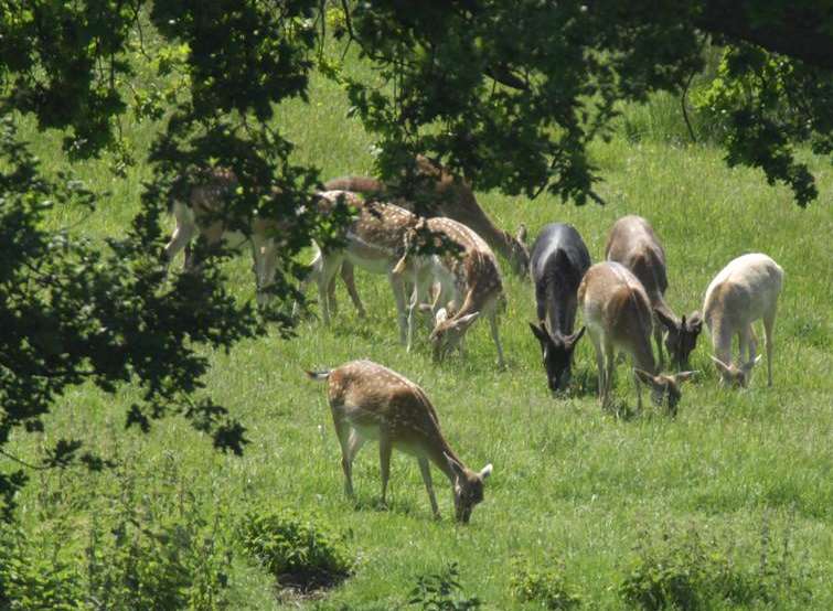 Deer graze at Boughton Monchelsea Place. Picture by Martin Apps.