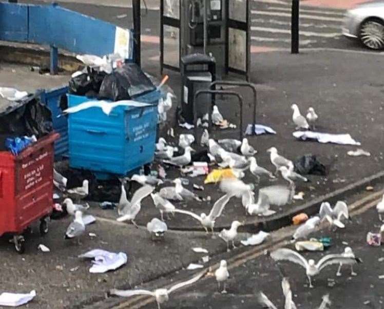 Seagulls photographed swarming all over bins in Athelstan Road, Margate. Picture: Luke McLean