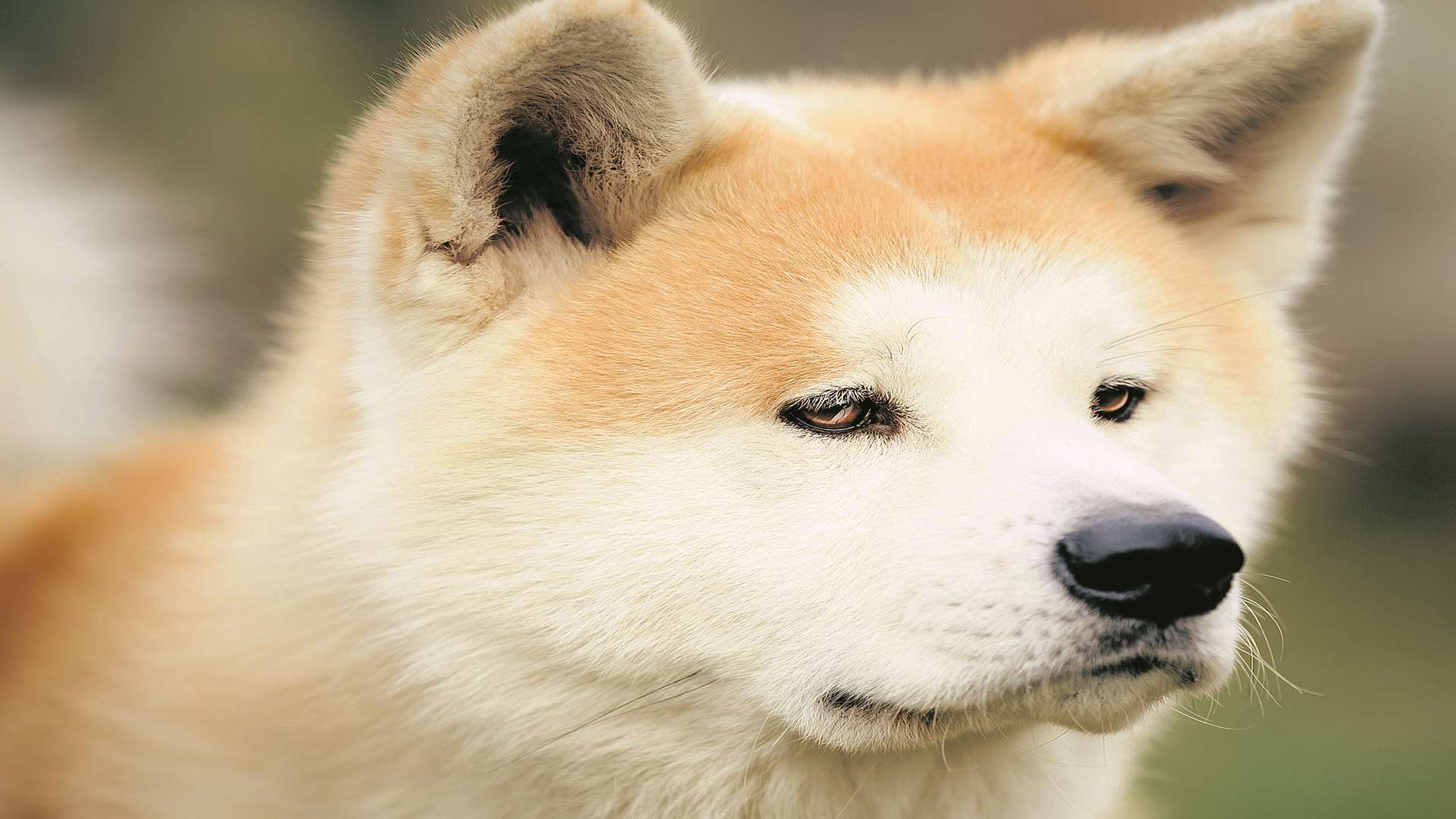 An akita dog. Stock image