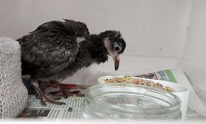 The baby pigeon which was thrown around by a group of teenagers. Picture: Folly Wildlife Centre