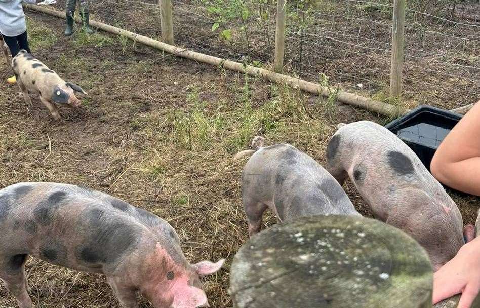 Spotty pigs at Curly's Farm. Picture: Curly's Farm
